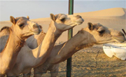 Al Wathba Racetrack